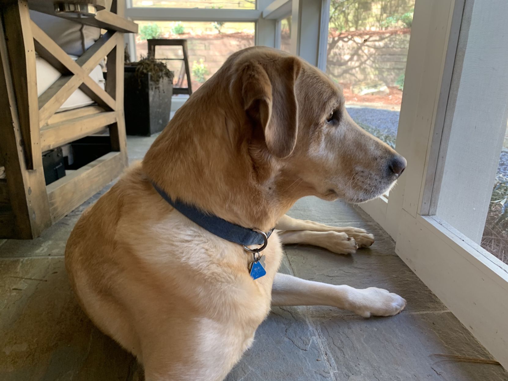 anna's dog